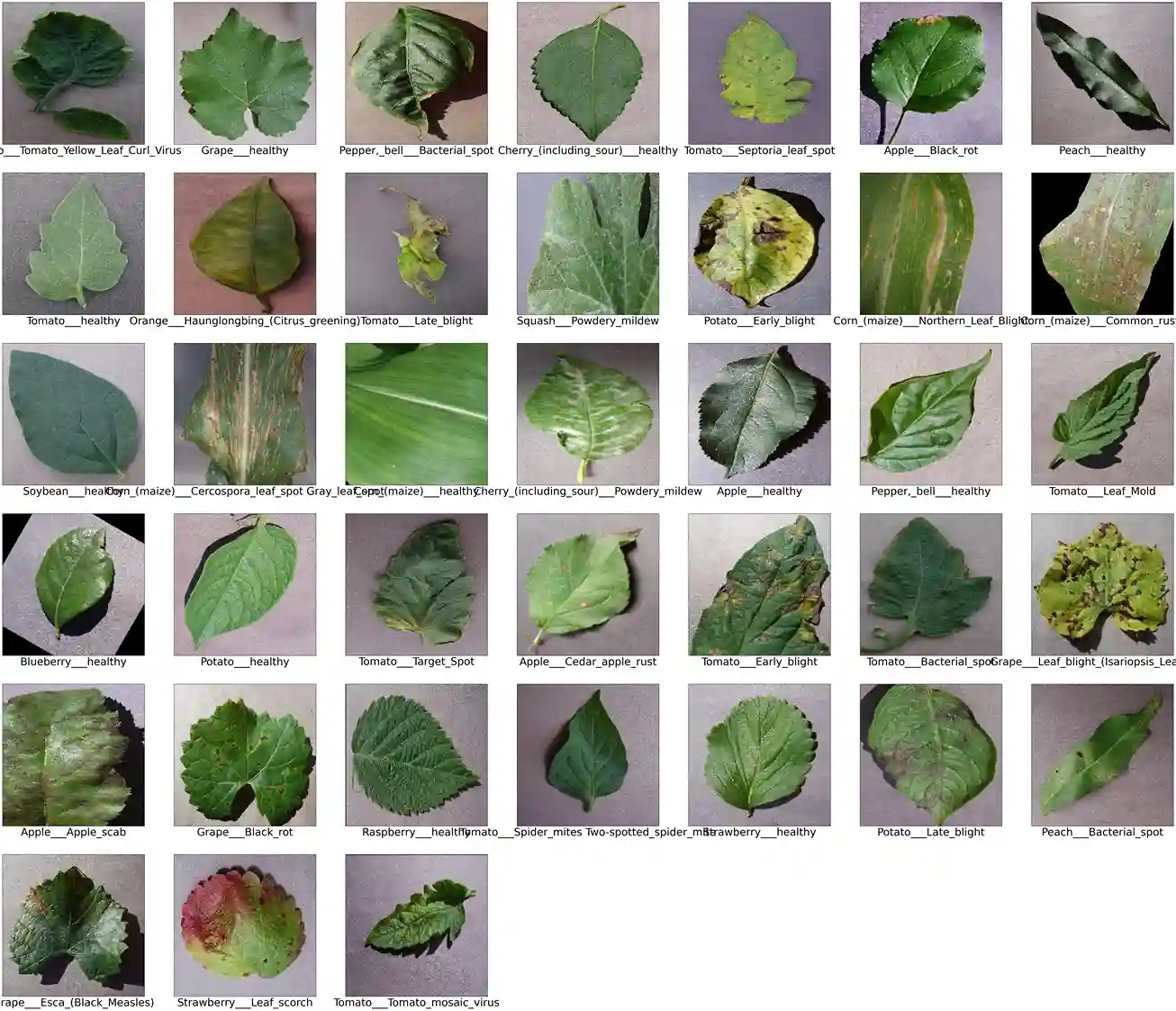 Custom CNN-Based Plant Disease Detection